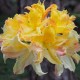 Rhododendron Iya C3